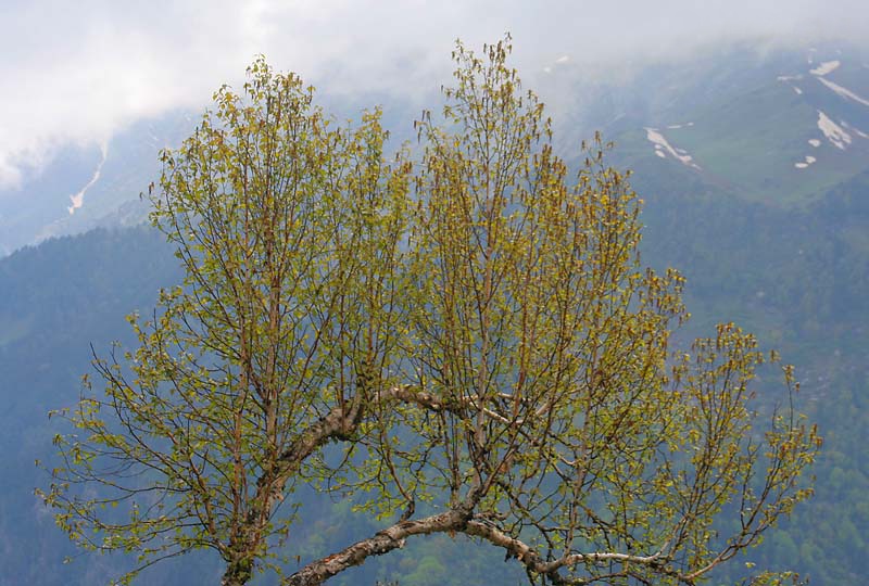 Himalayan Birch