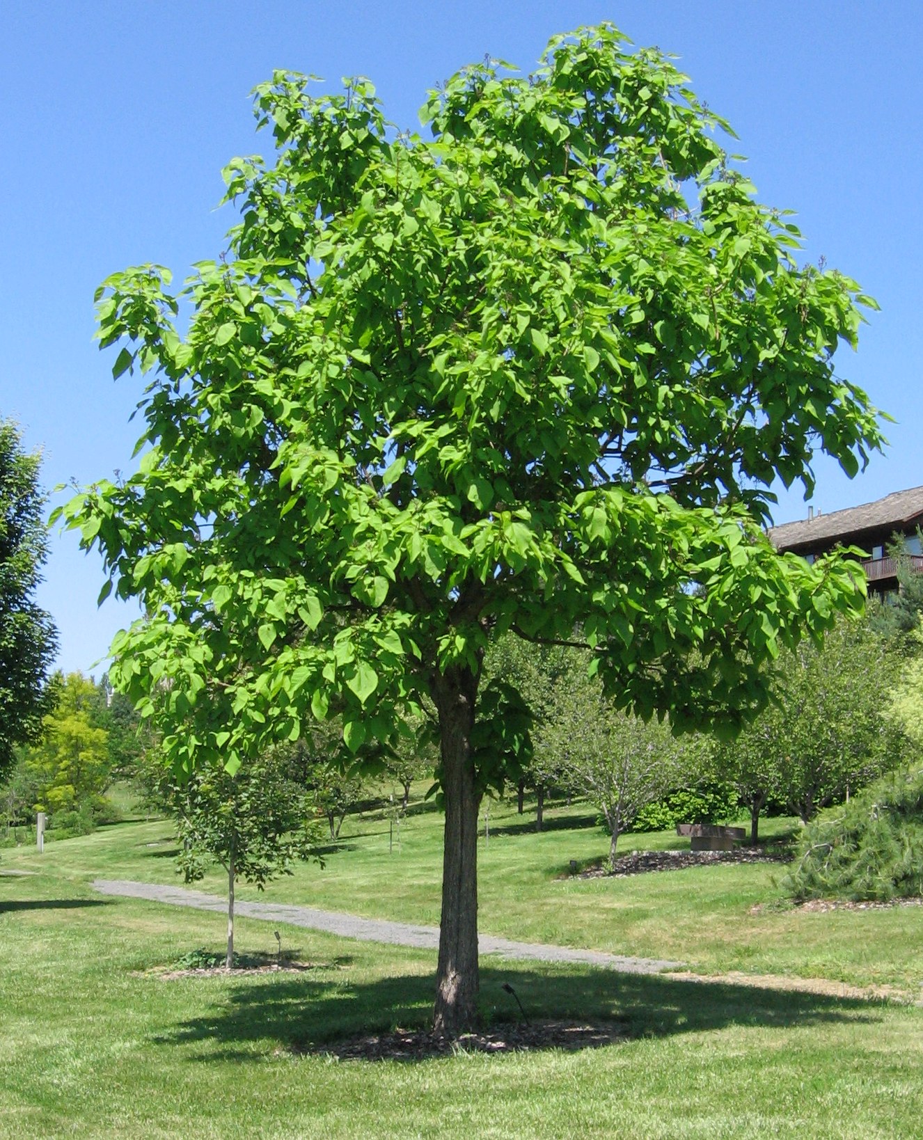 Northern Catalpa