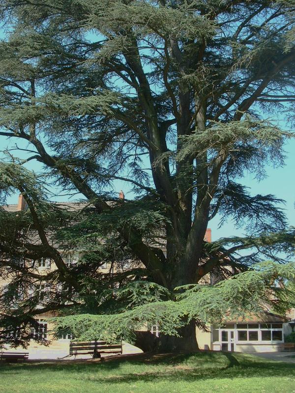 Atlas Cedar