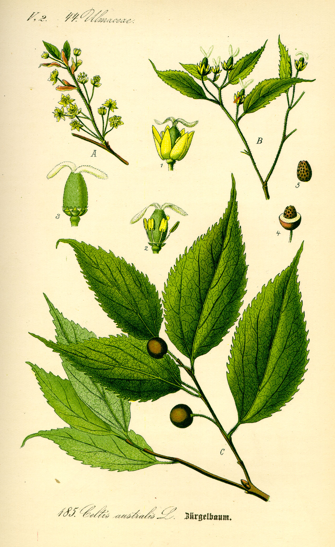 European Nettle Tree