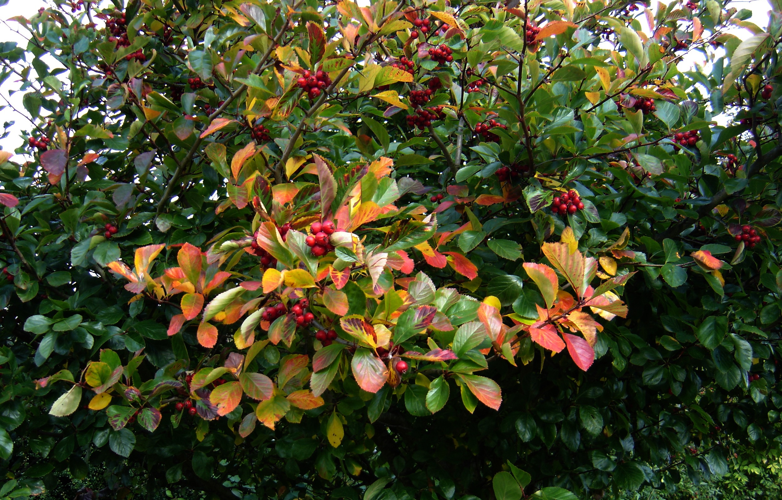 Broad-leaved Cockspur Thorn