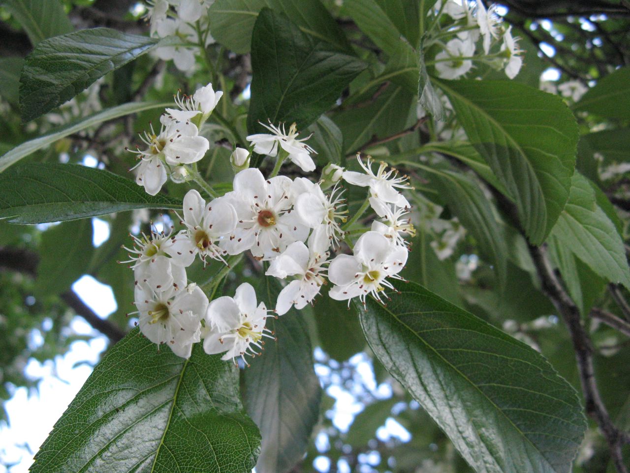 Carriere's Hawthorn