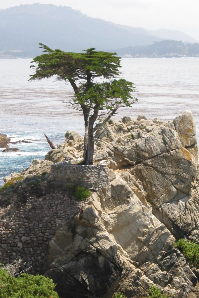 Monterey Cypress