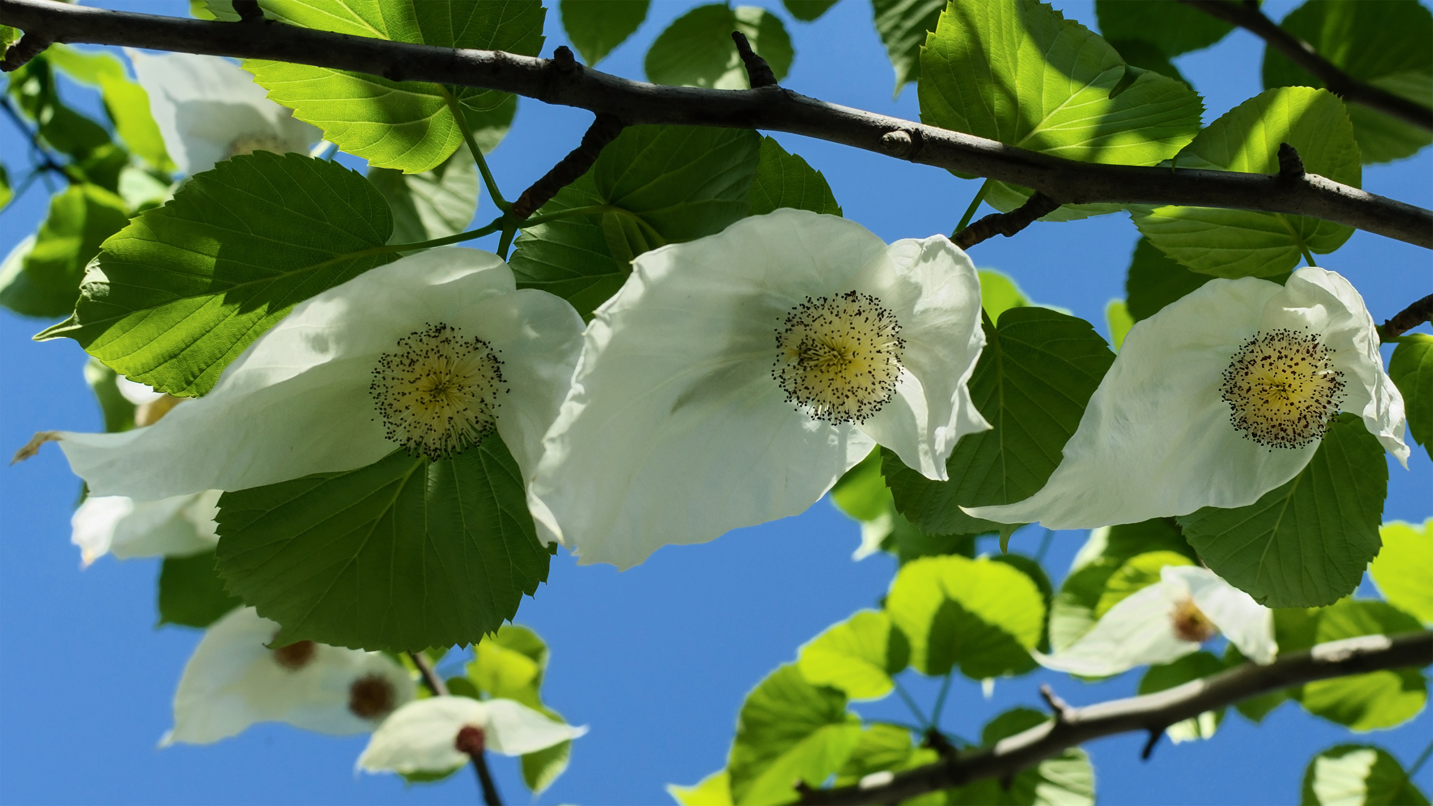 Handkerchief Tree