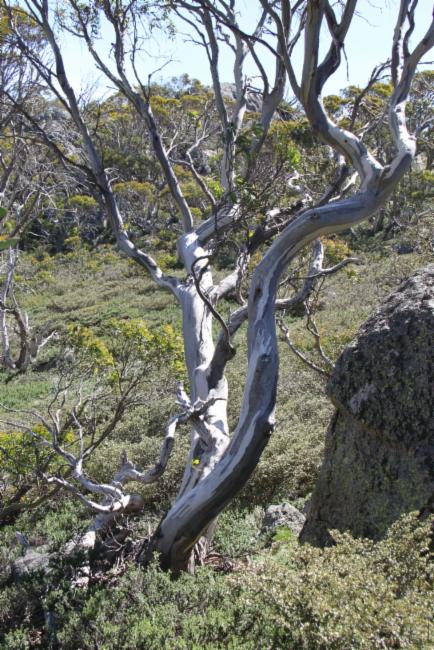 Snow Gum