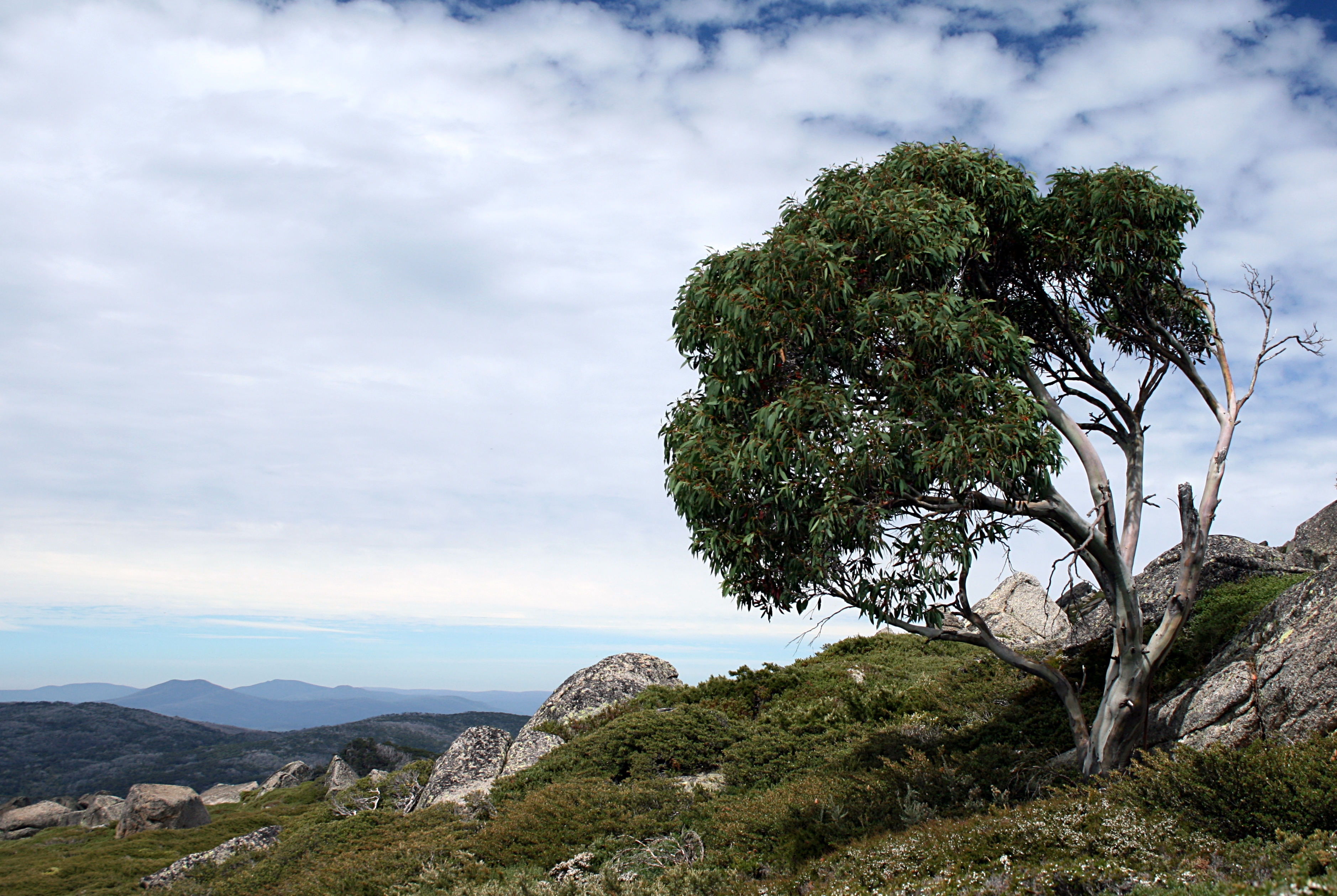 Snow Gum