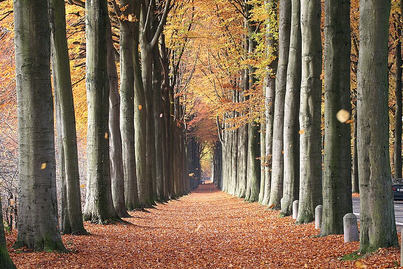 European Beech