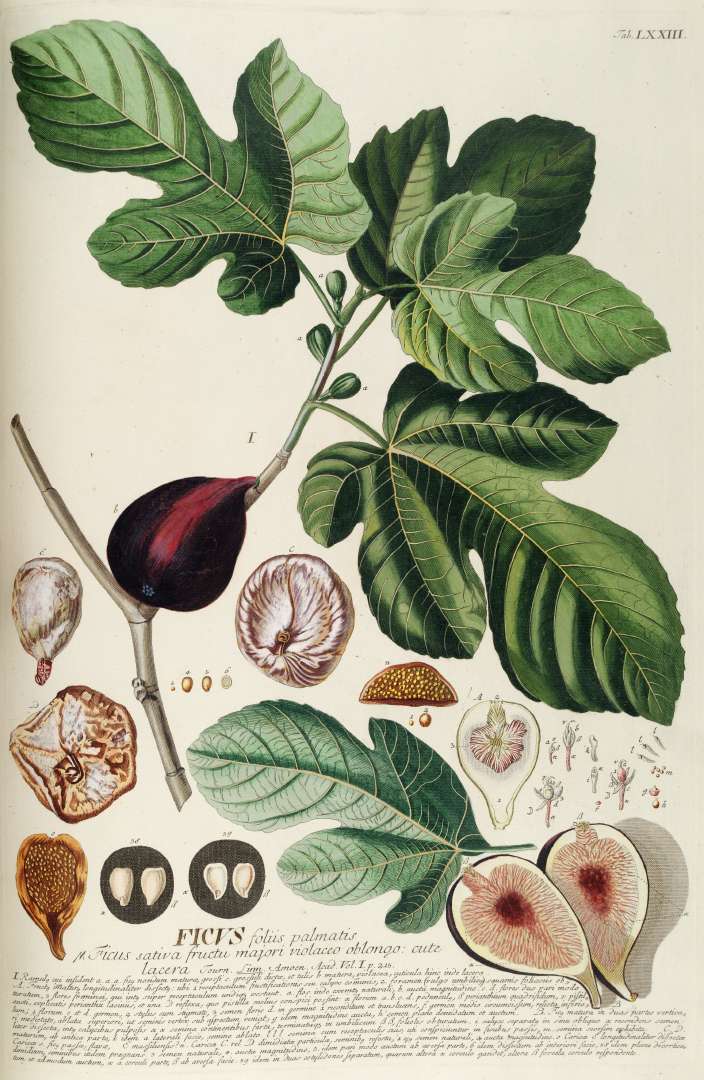 Common Fig