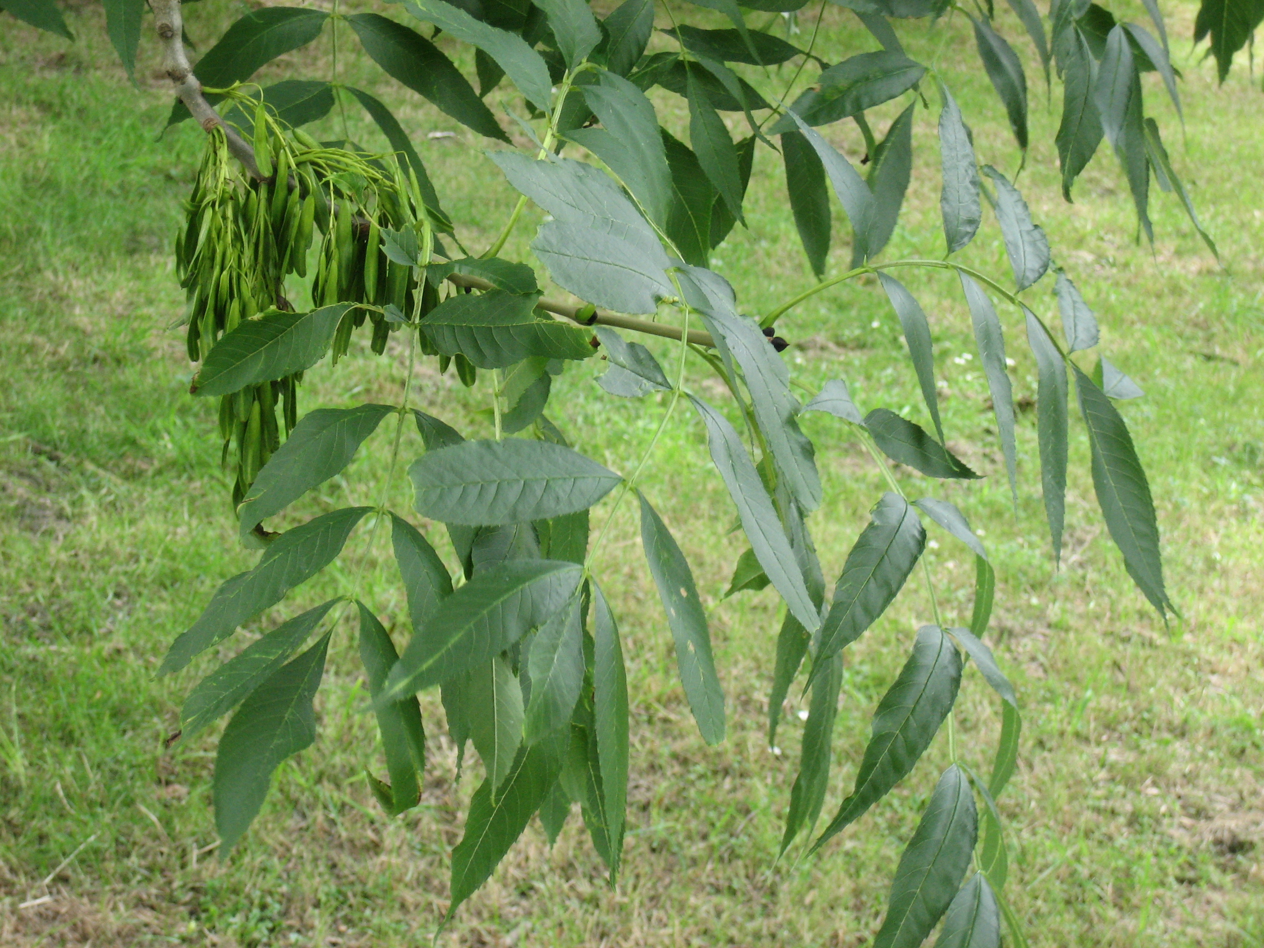 Common Ash