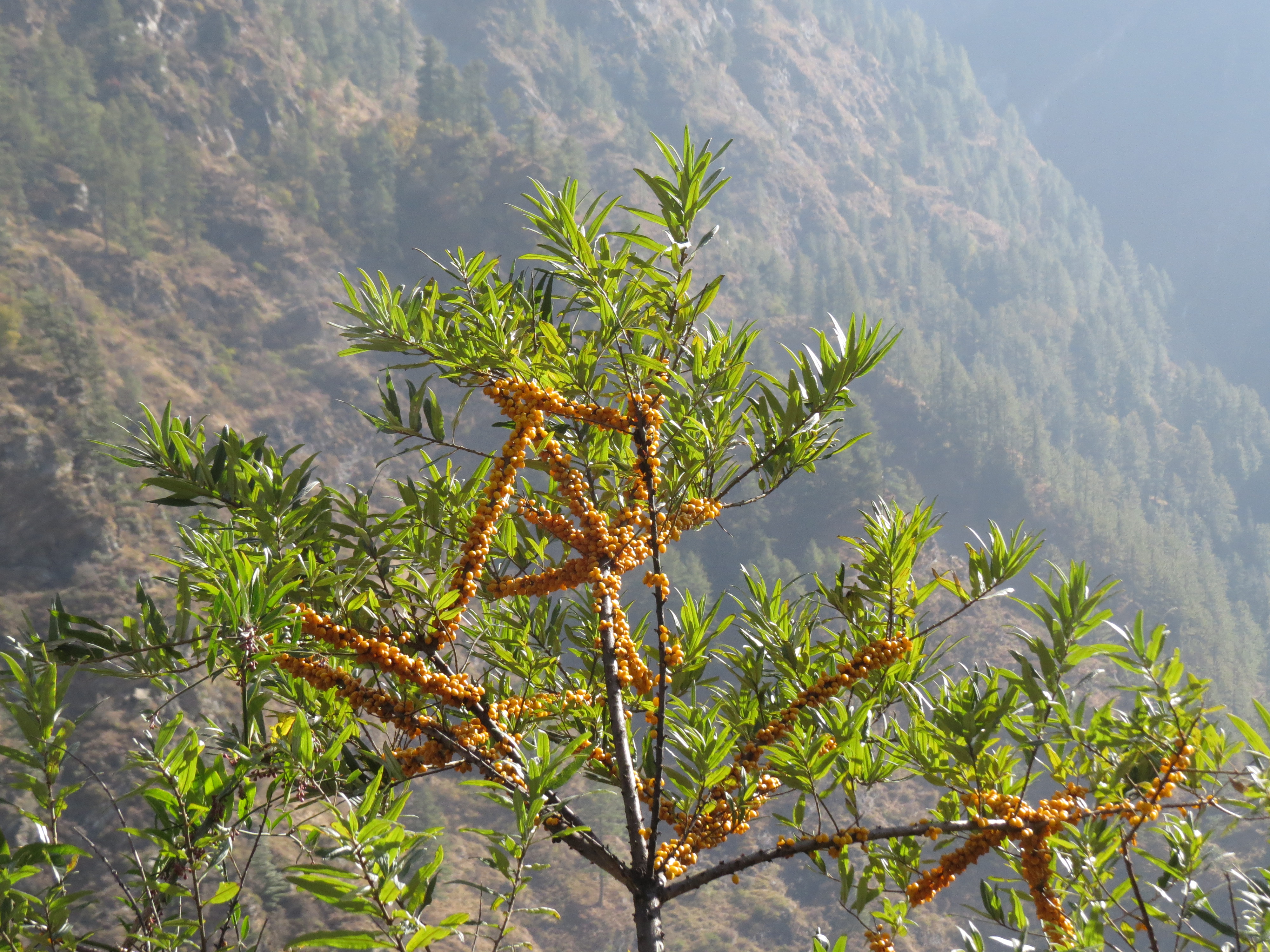 Willow-leaved Sea Buckthorn