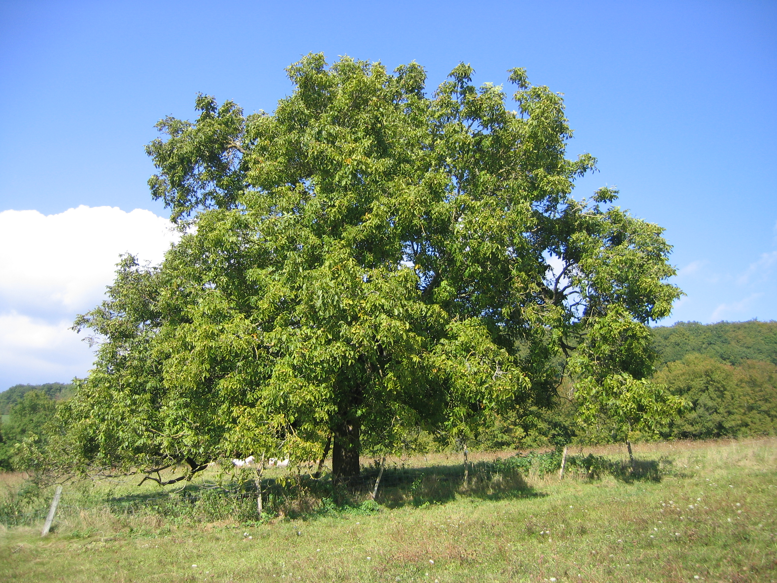 Common Walnut