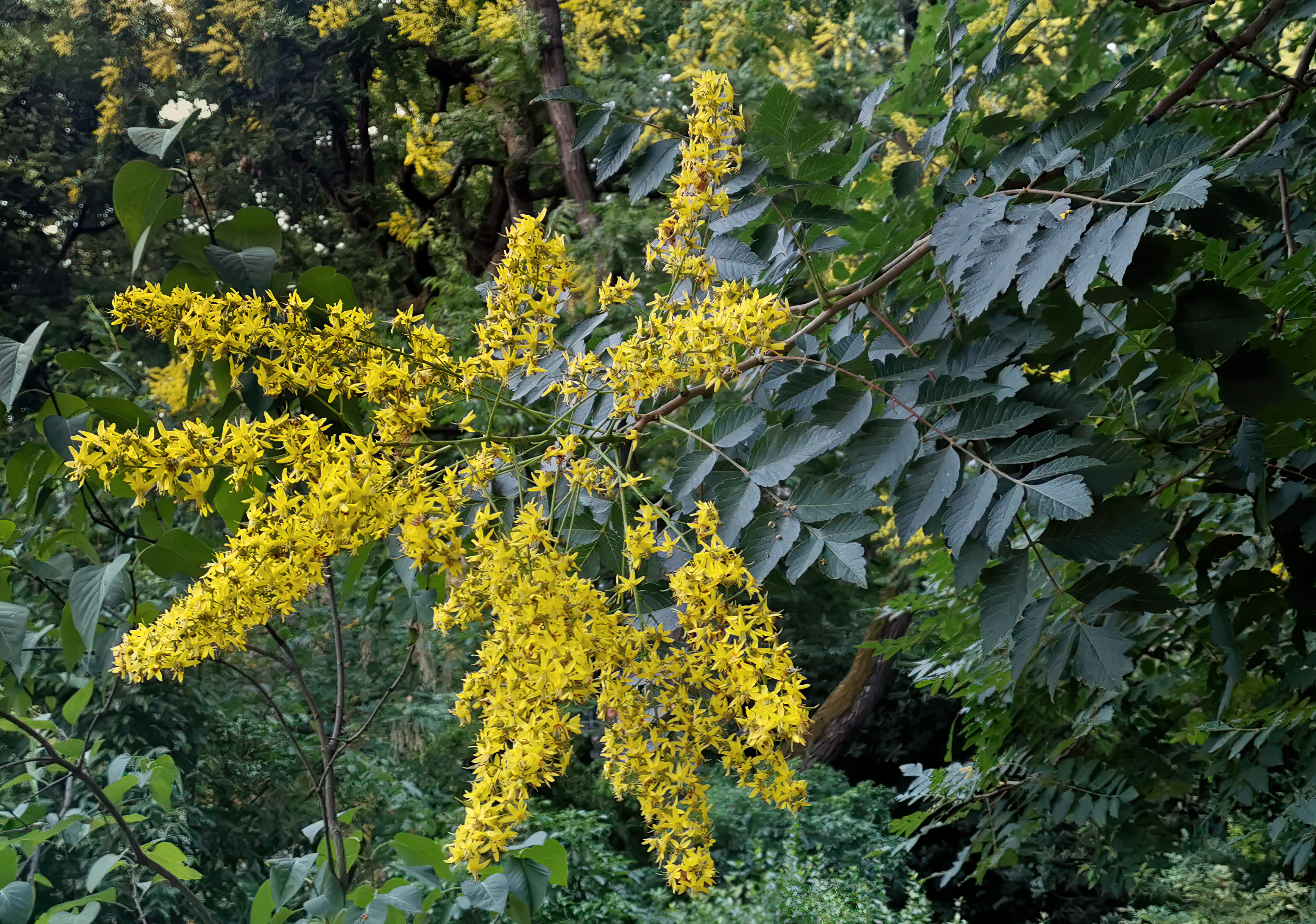 Golden Rain Tree