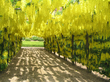 Voss's Laburnum