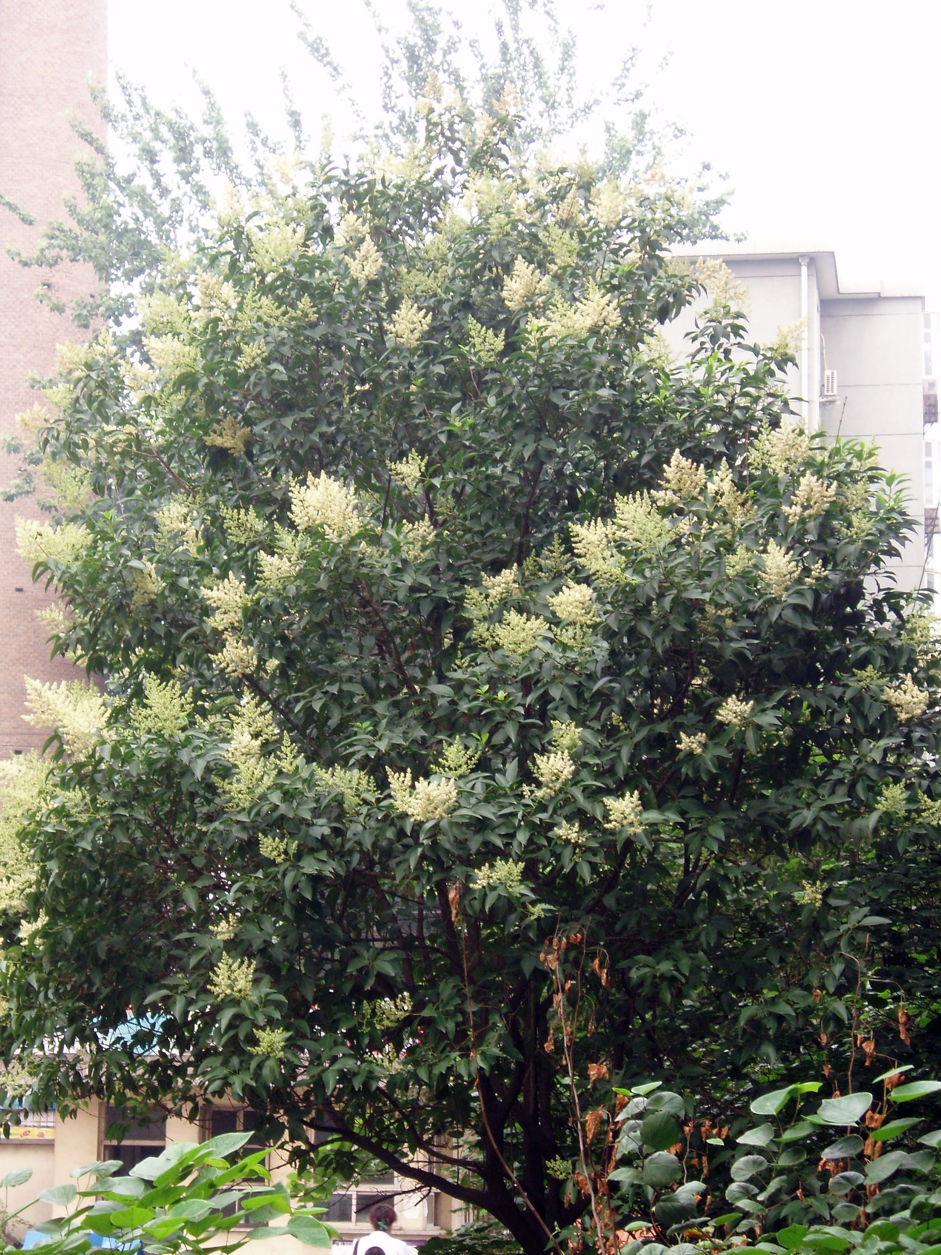 Chinese Privet