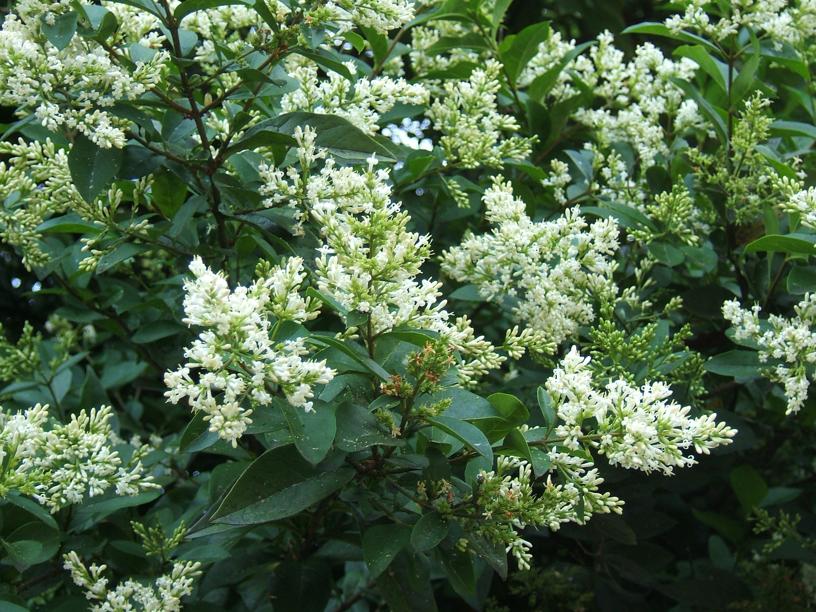 Oval-leaved Privet