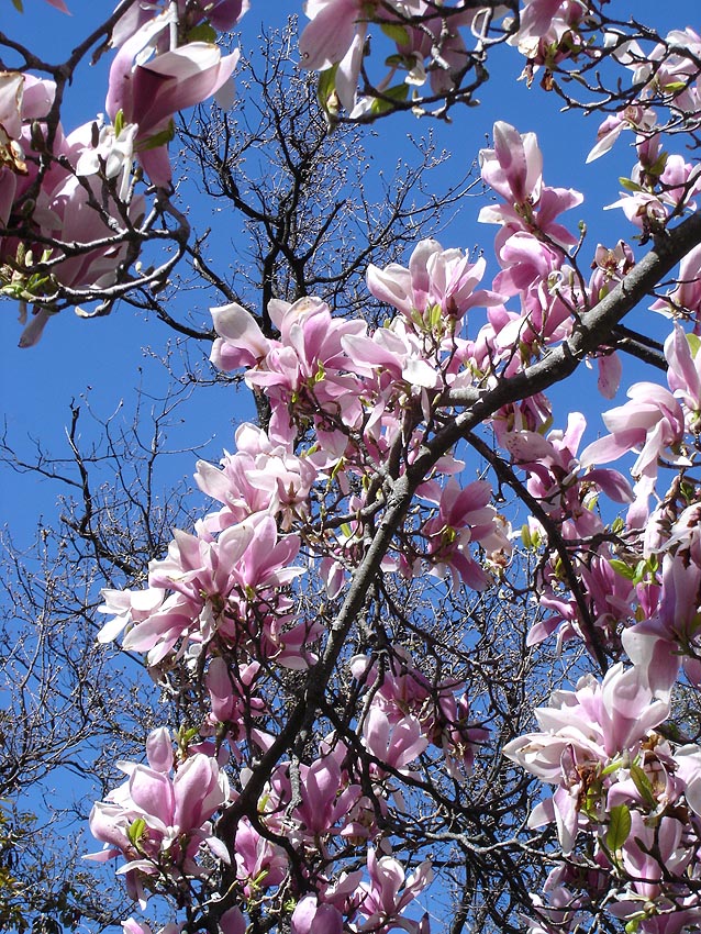 Saucer Magnolia