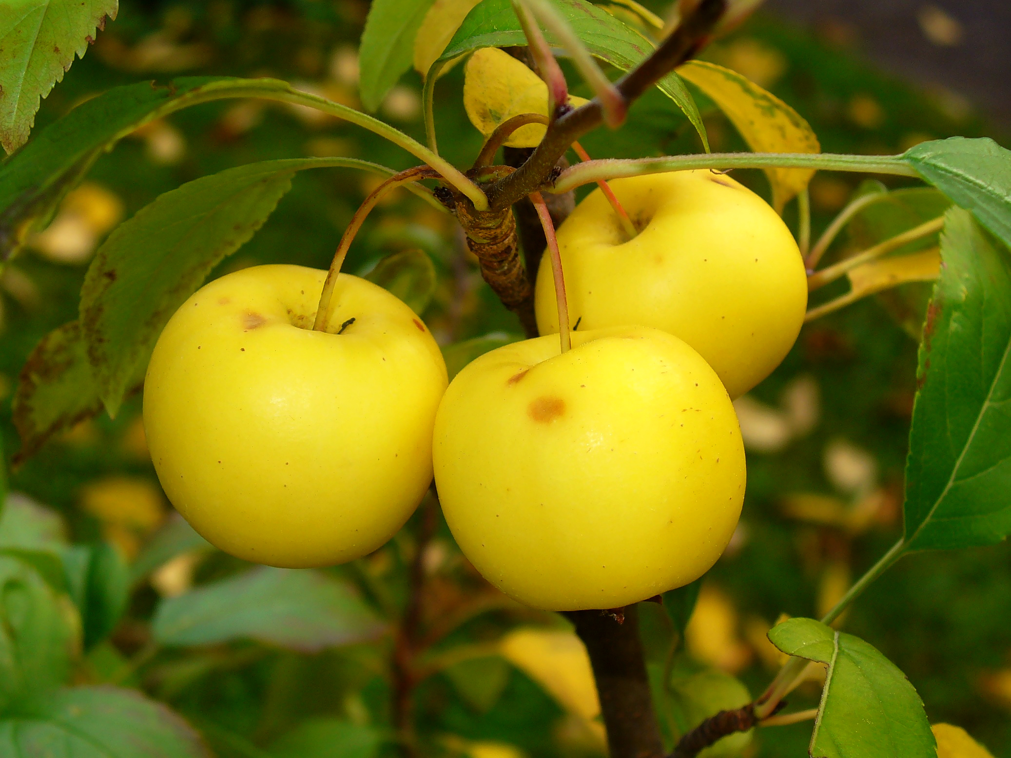 Crab Apple