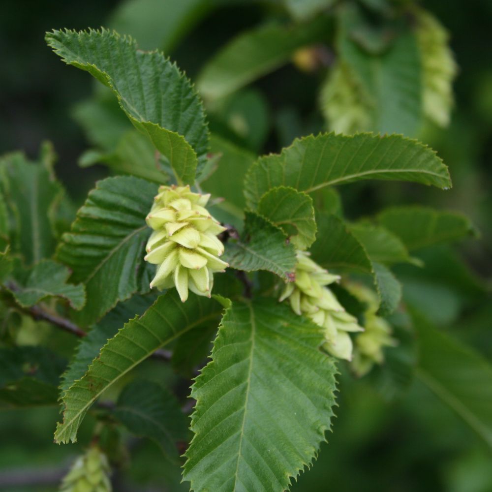European Hop Hornbeam