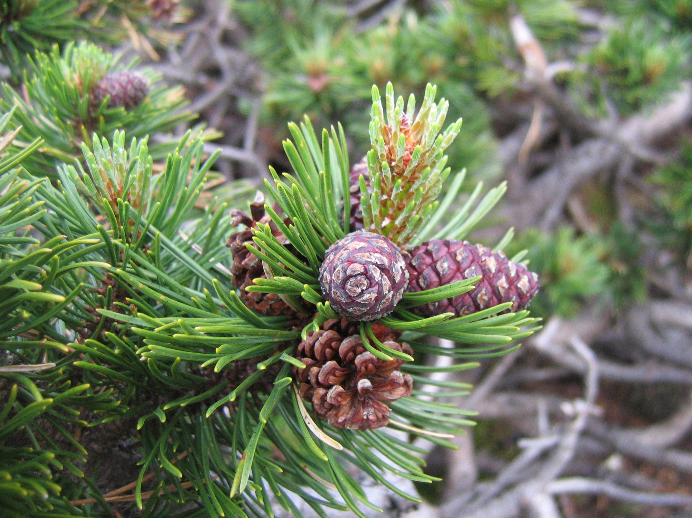 Mountain Pine