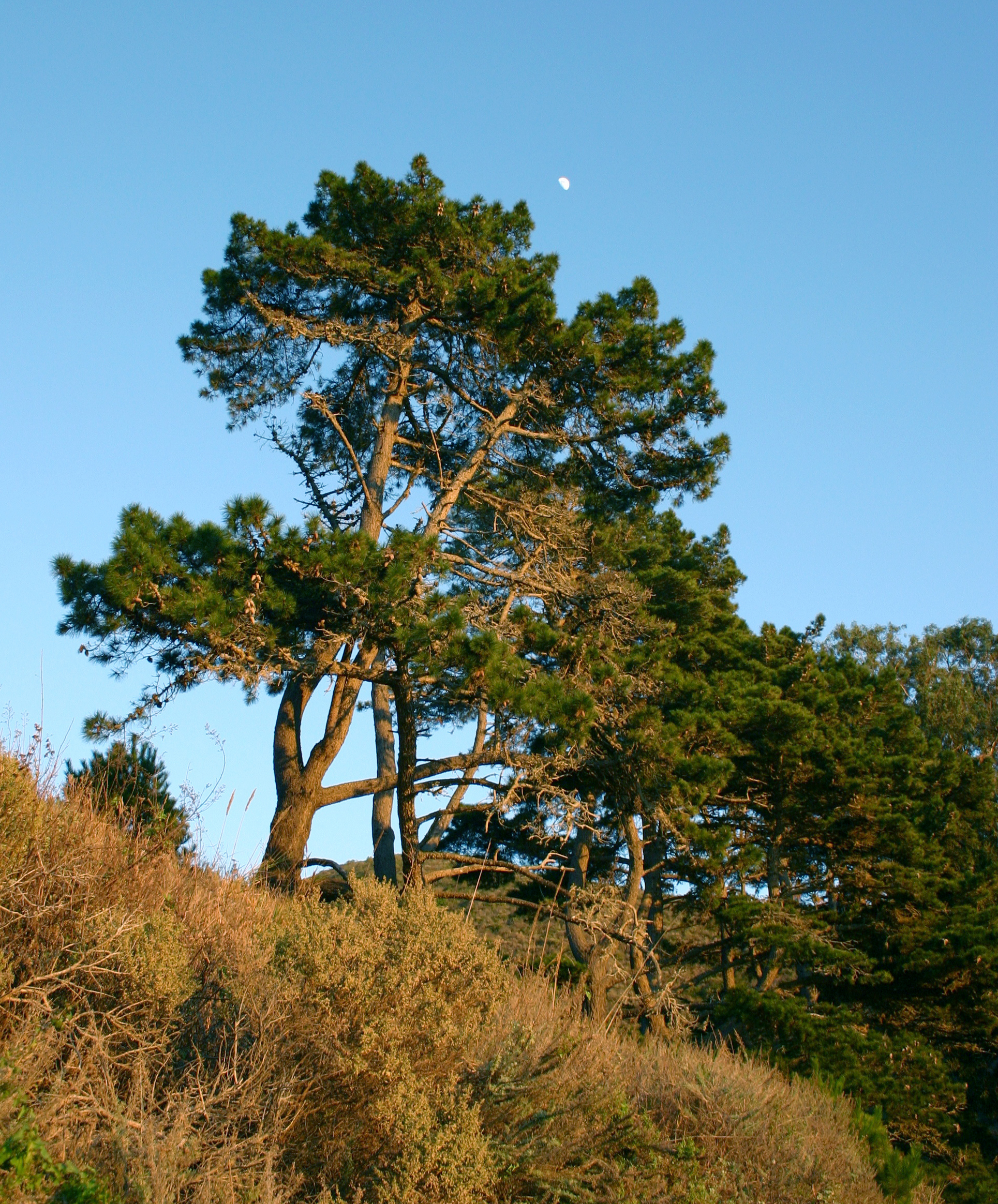 Monterey Pine