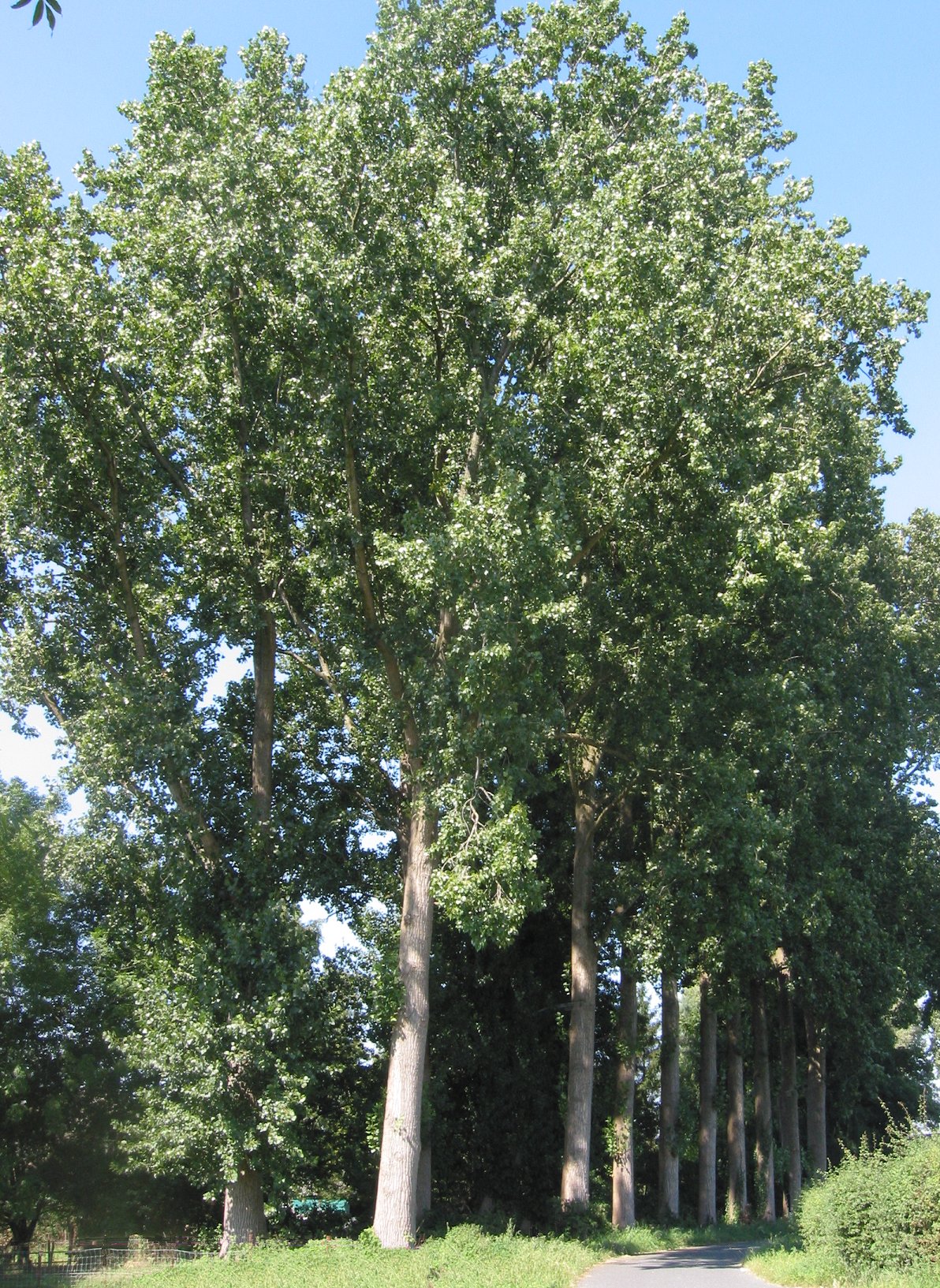 Canadian Poplar