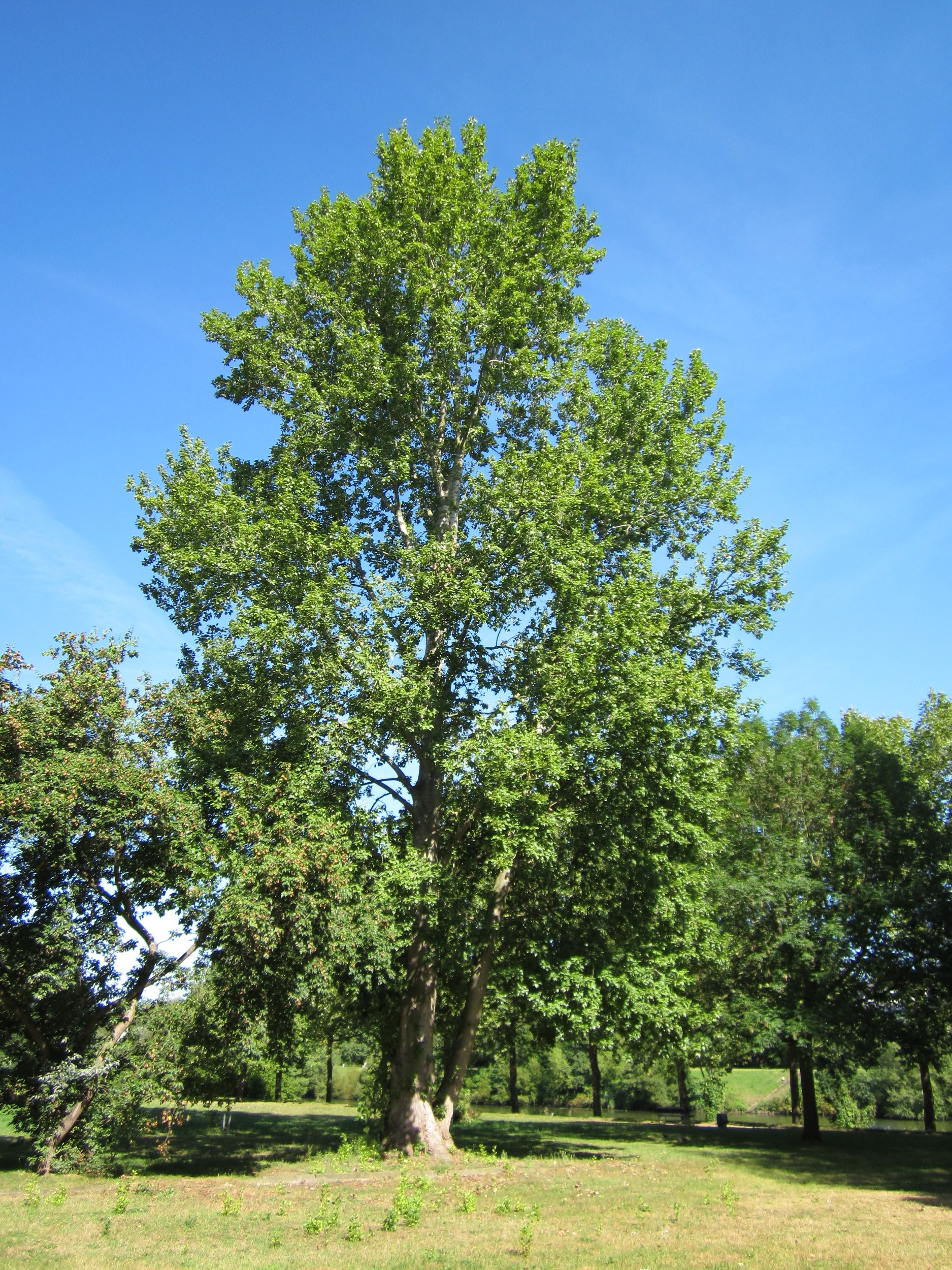Grey Poplar