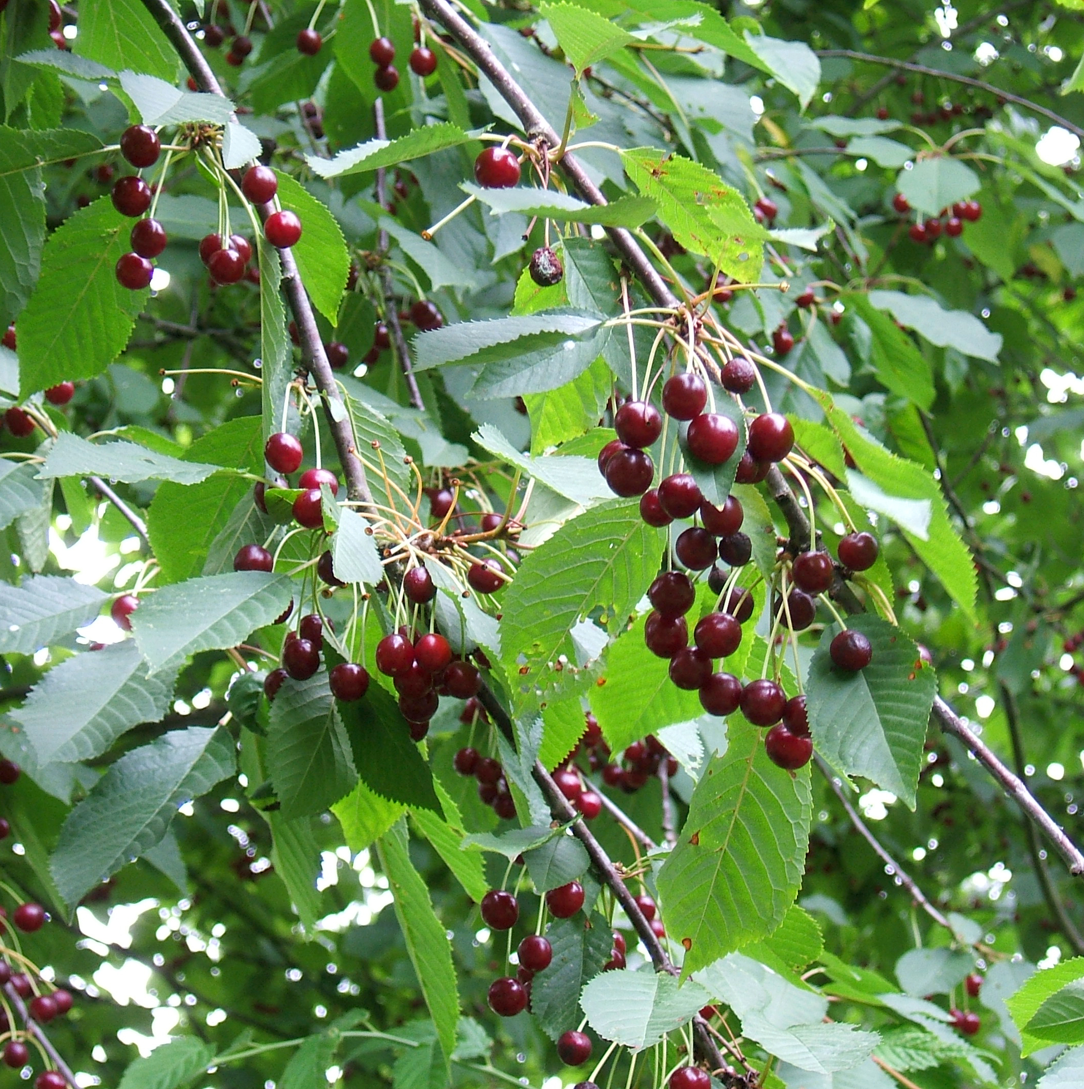 Wild Cherry