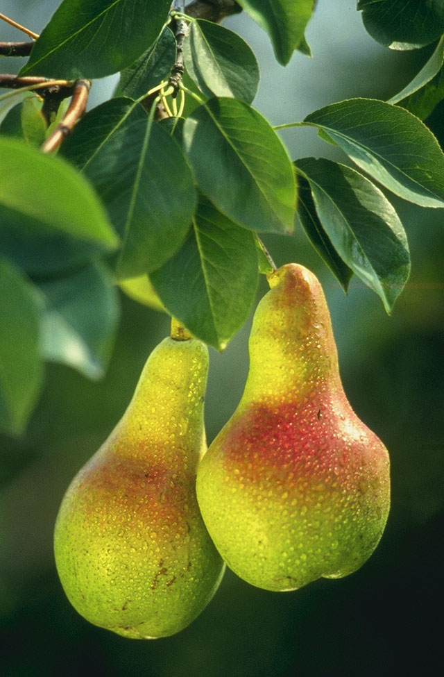 Common Pear