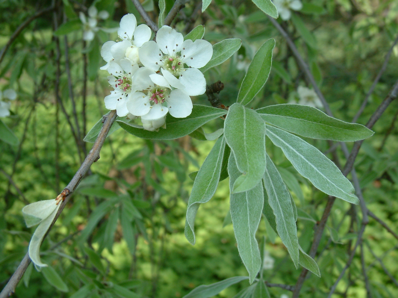 Willow-leaved Pear