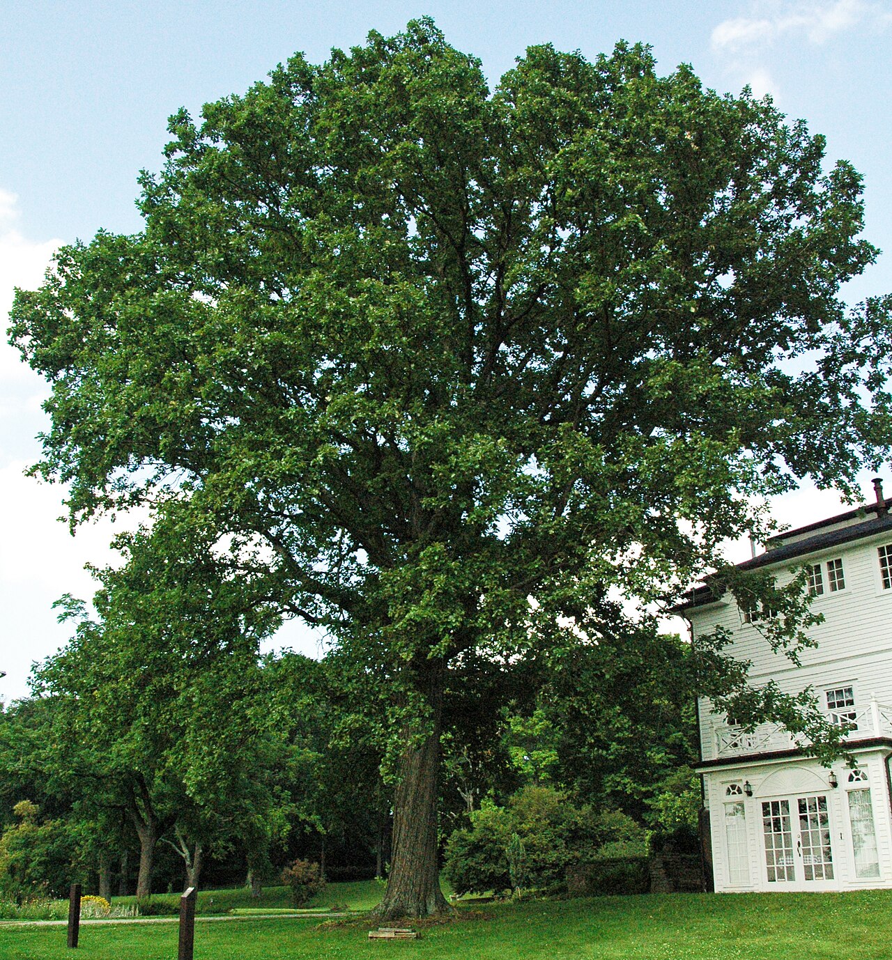 Swamp White Oak