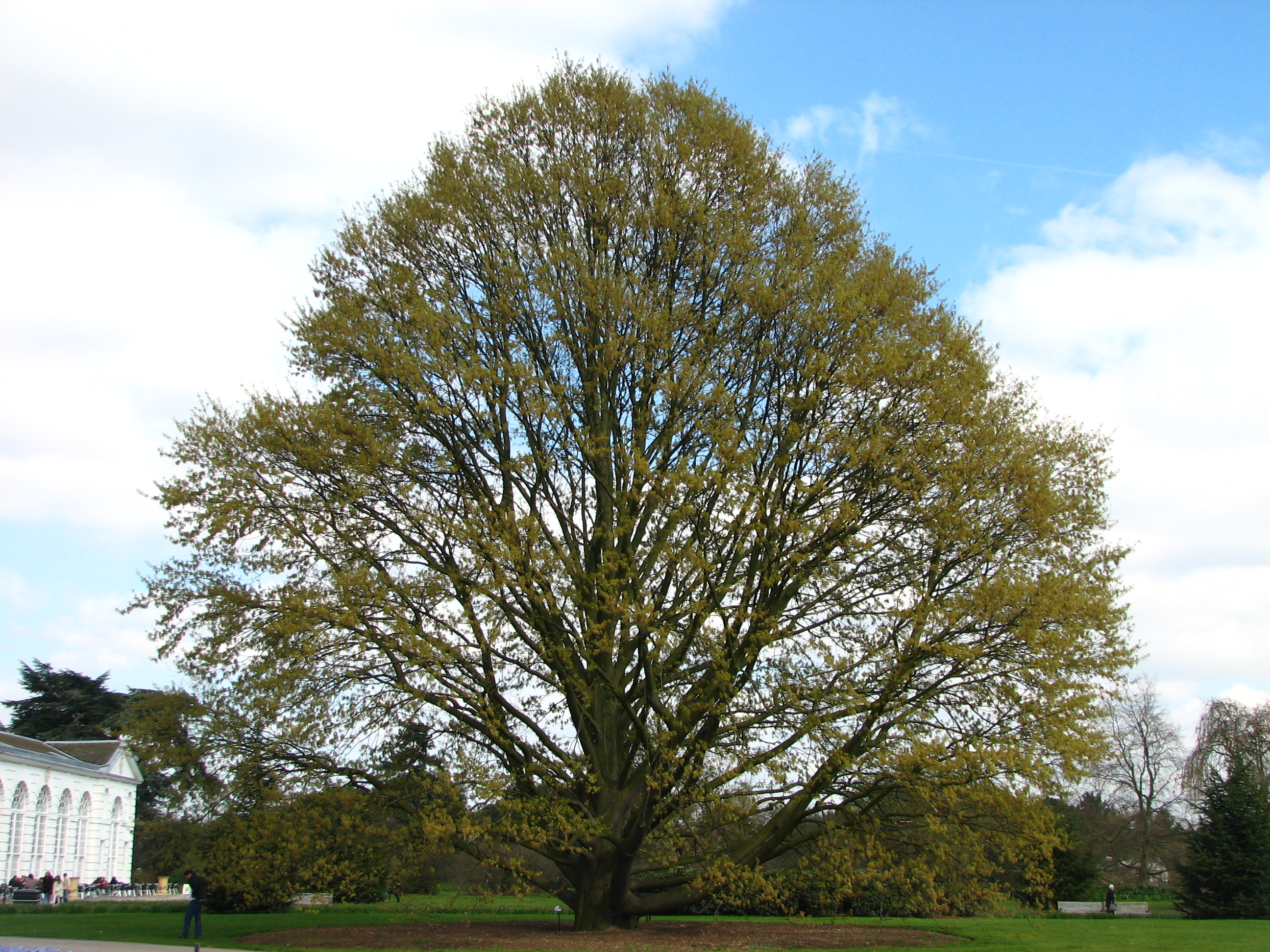 Chestnut-leaved Oak