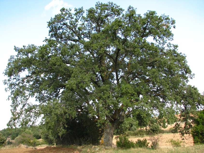 Portuguese Oak