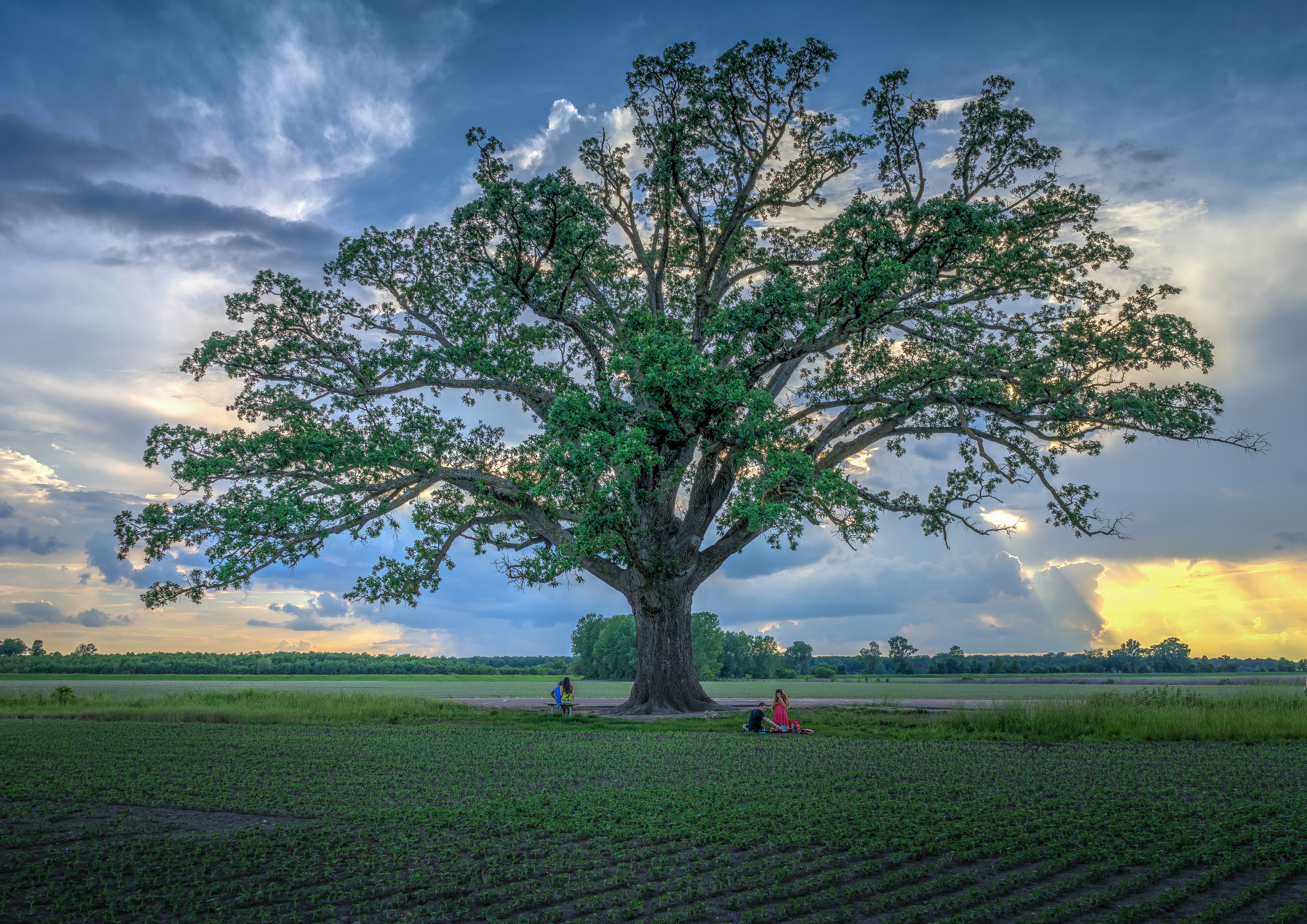 Bur Oak