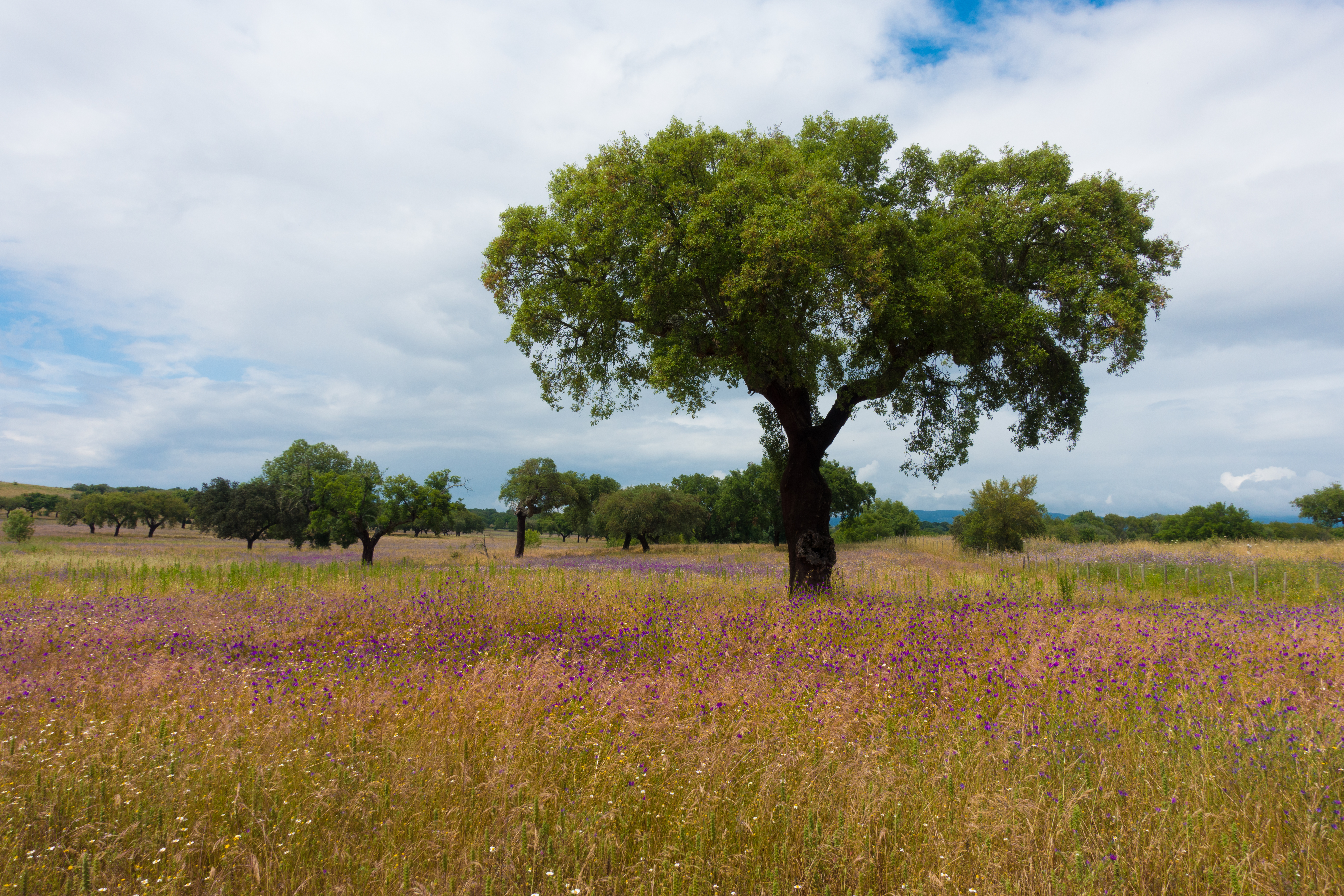 Cork Oak