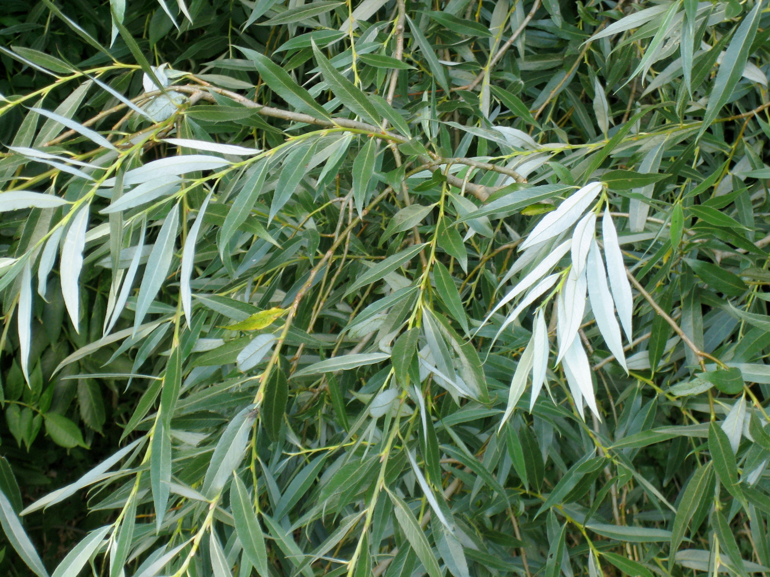 White Willow