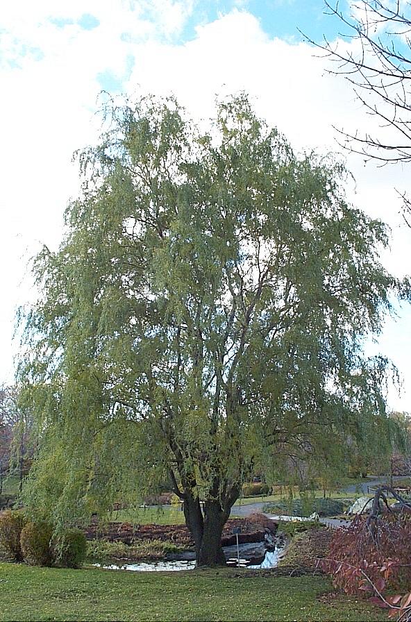 Corkscrew Willow