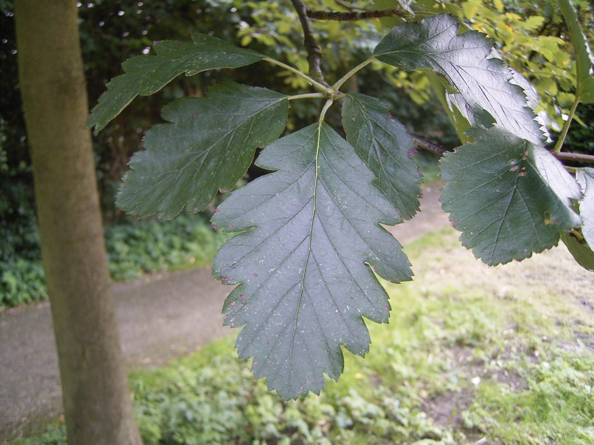 Swedish Whitebeam