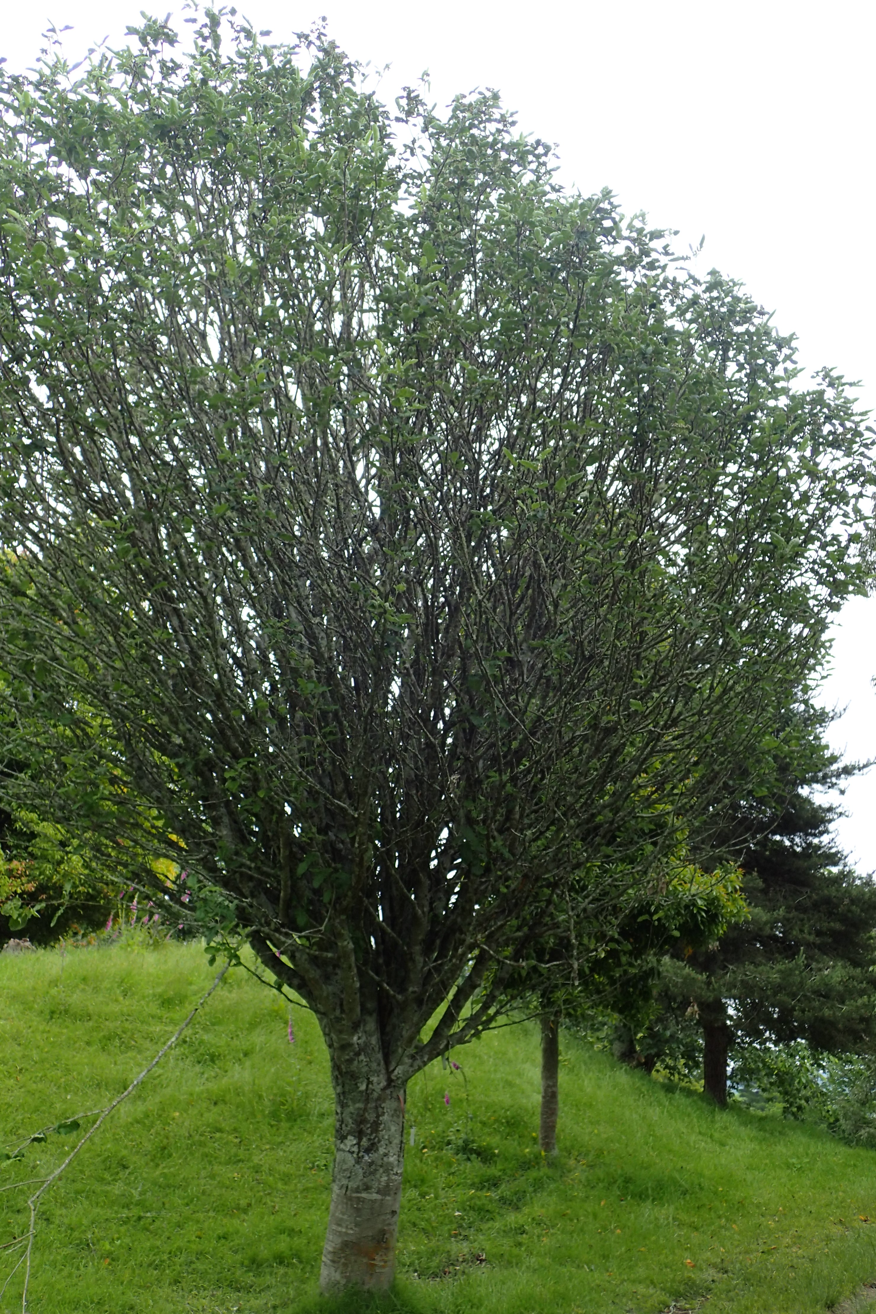 Thuringian Whitebeam