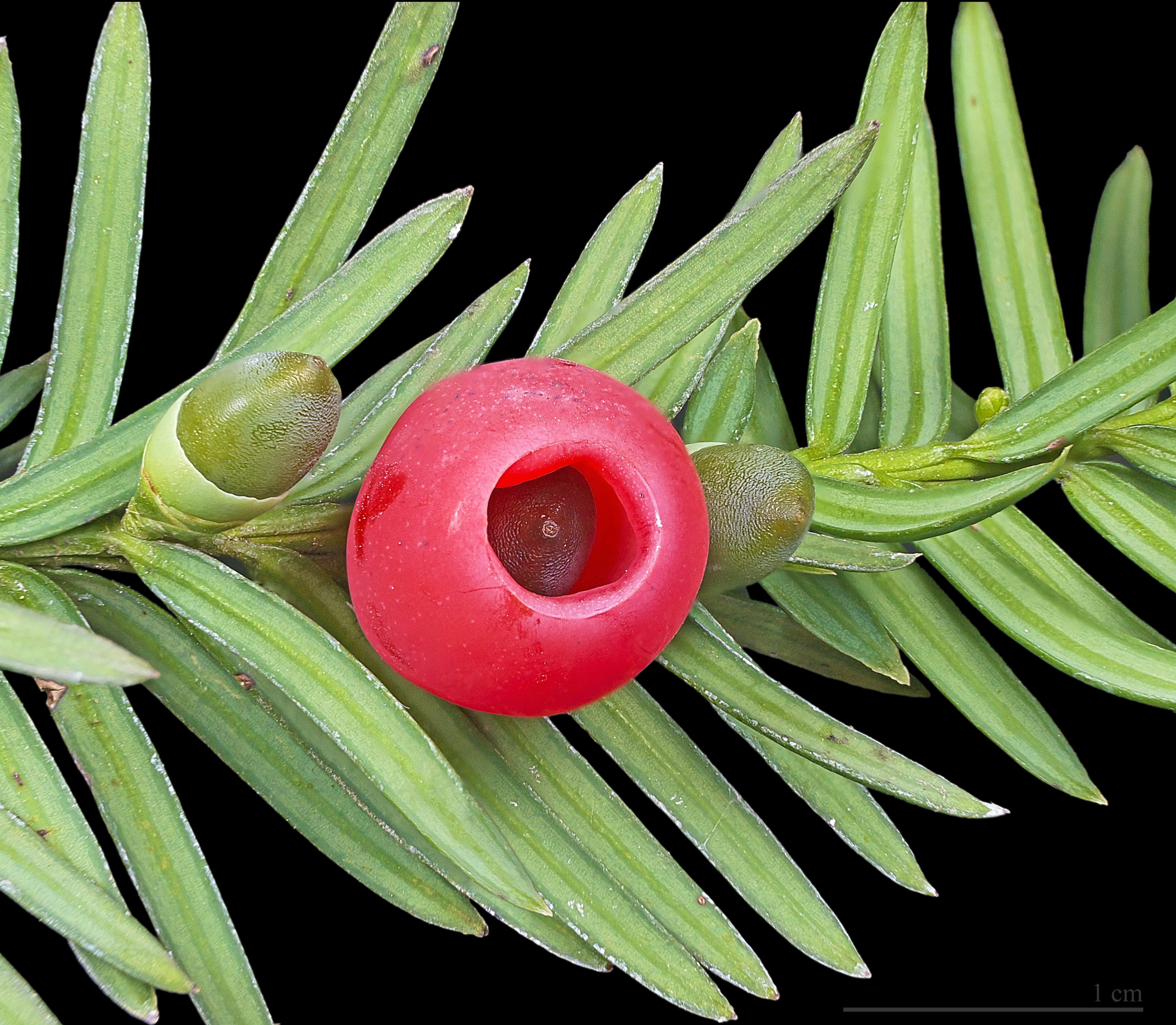 English Yew