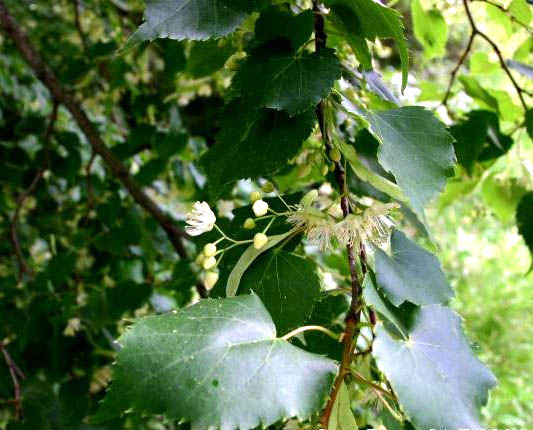 Small-leaved Lime