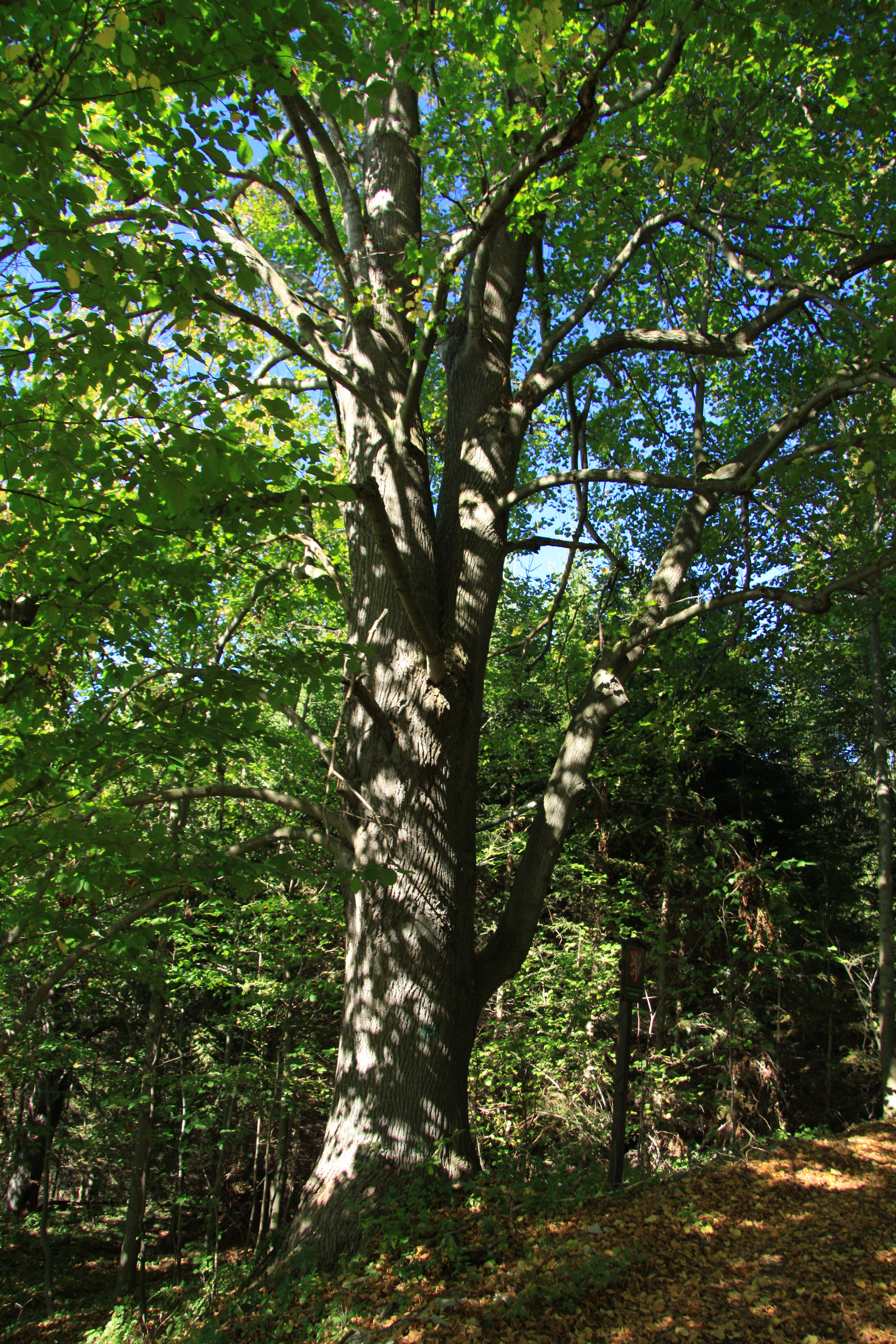 Large-leaved Lime