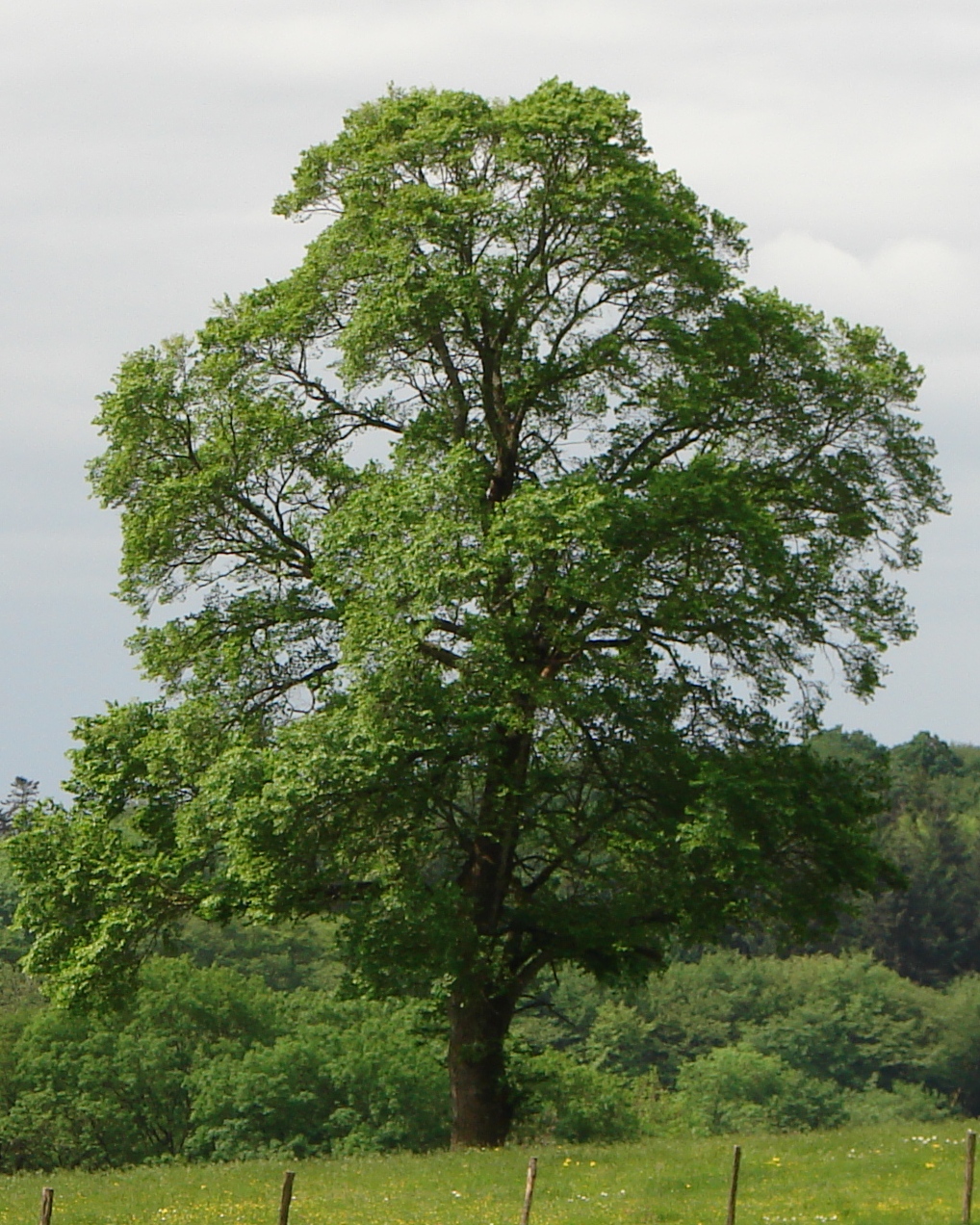 Small-leaved Elm