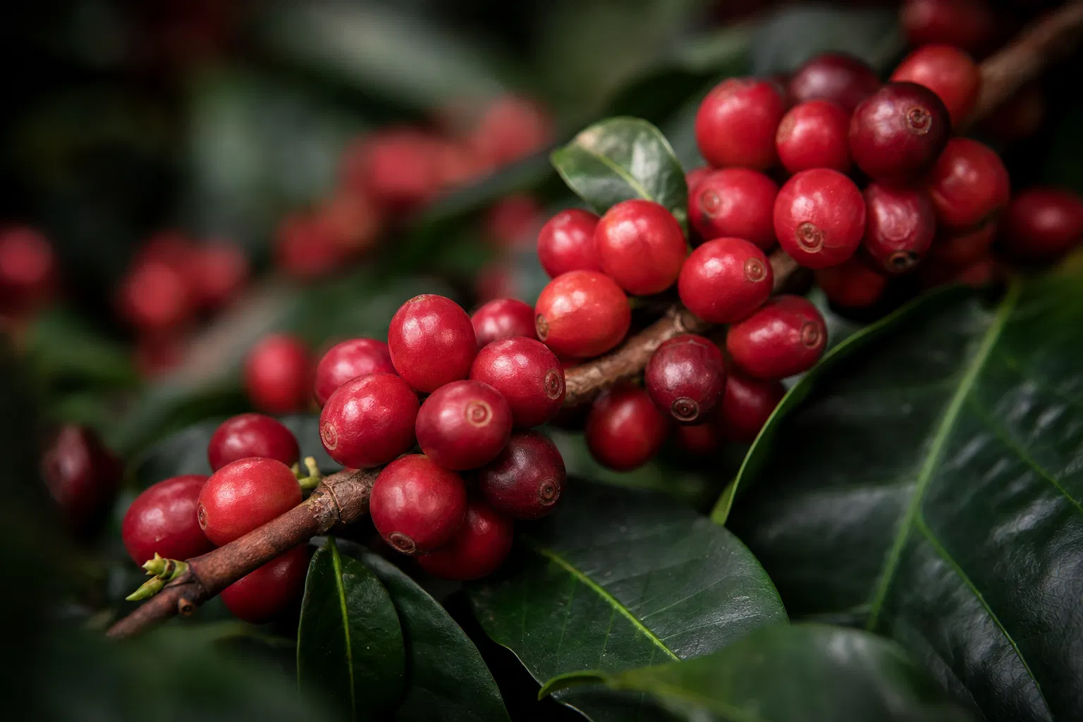 Ripe red coffee cherries on the branch