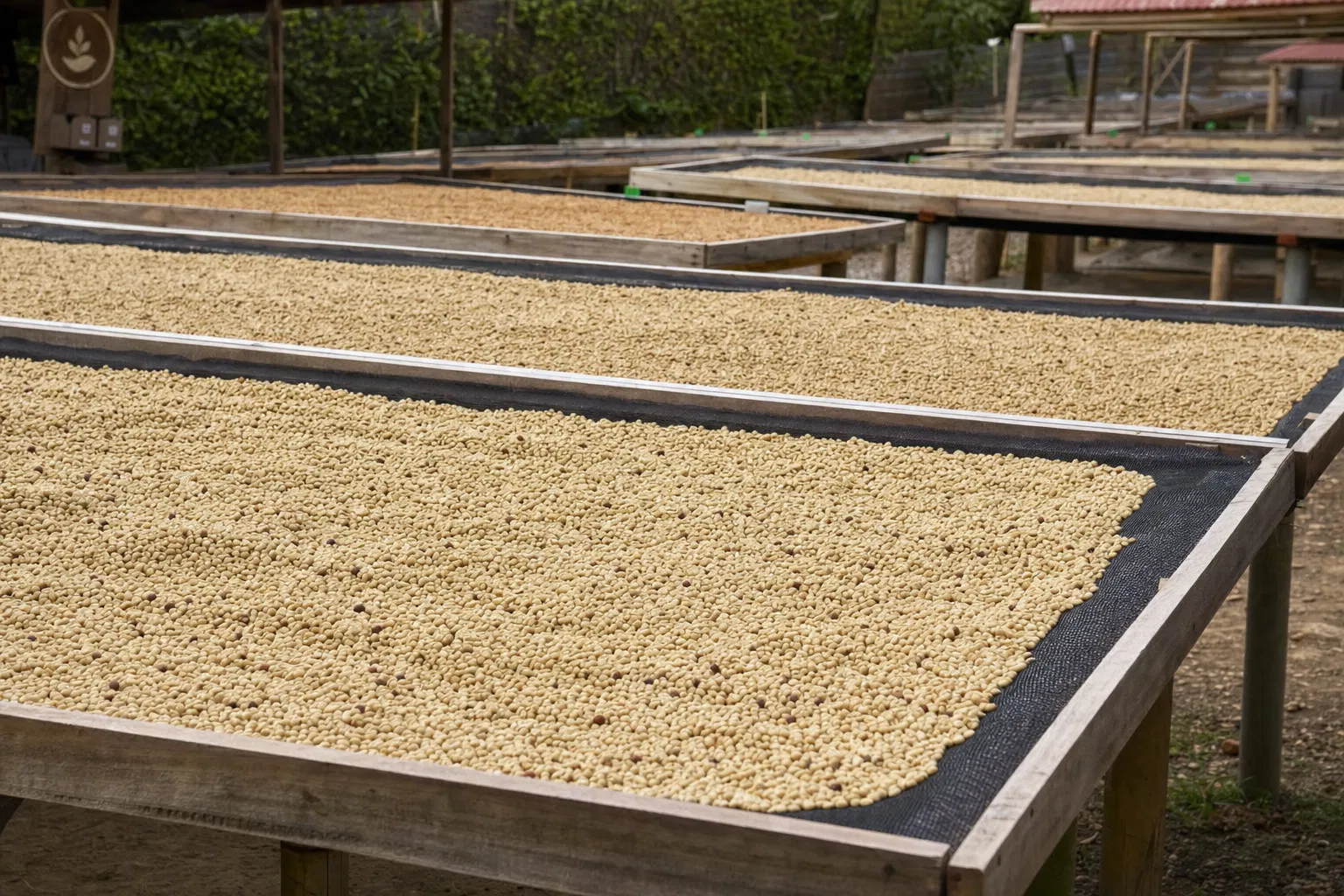 Green coffee drying on raised beds