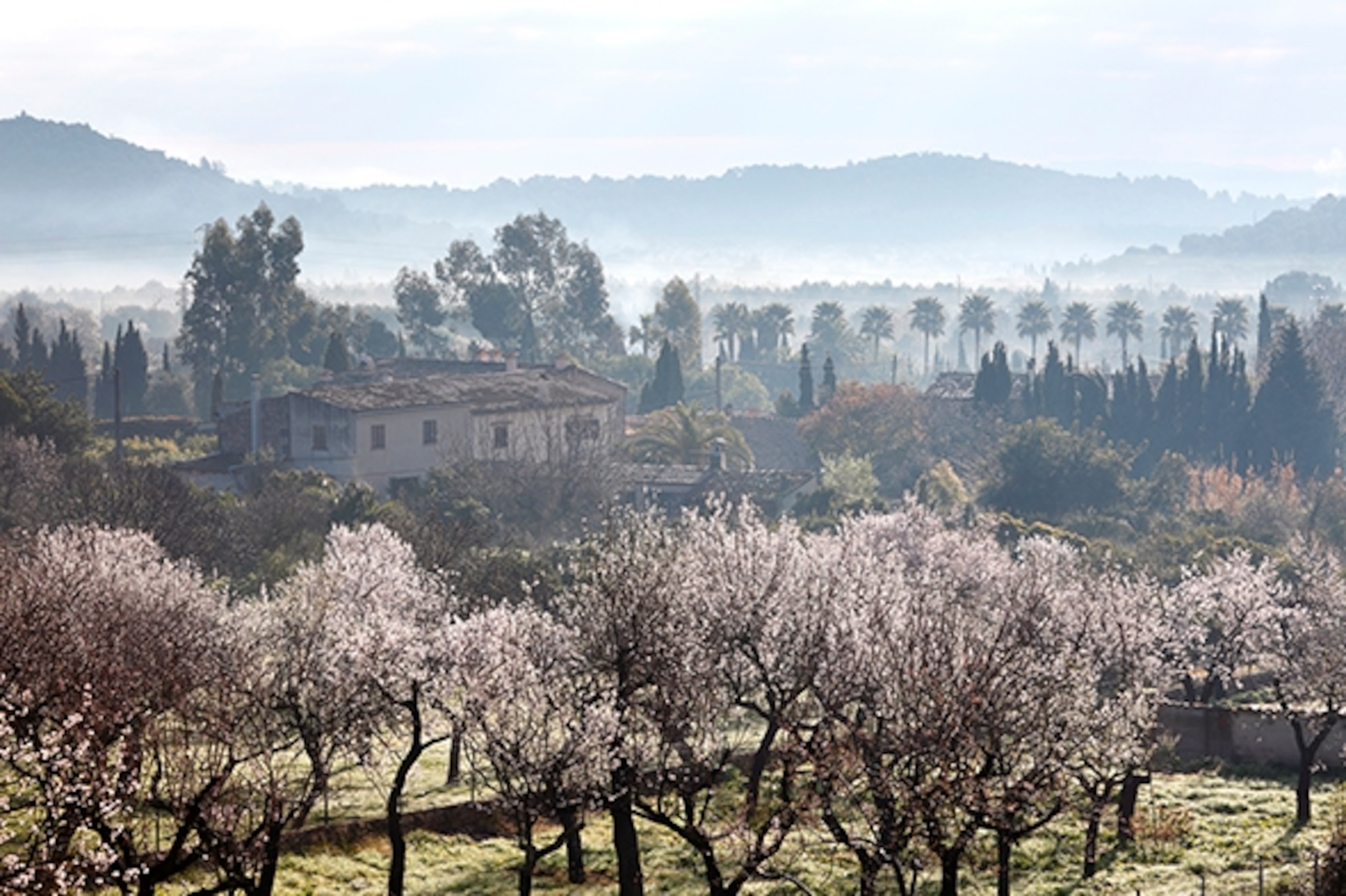 Les amandiers en fleurs de Majorque : Un guide du spectacle rose et blanc