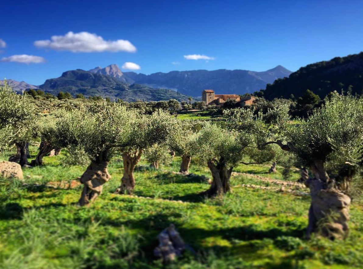 Autumn Gold: An Insider's Guide to Mallorca's Olive Harvest