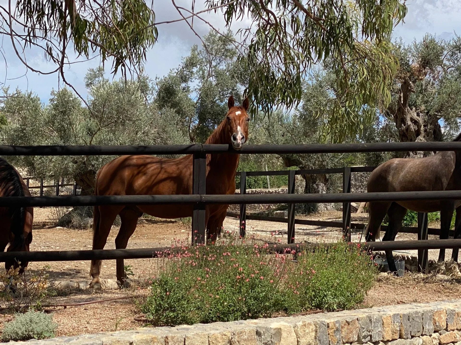 Spirit of Son Fuster