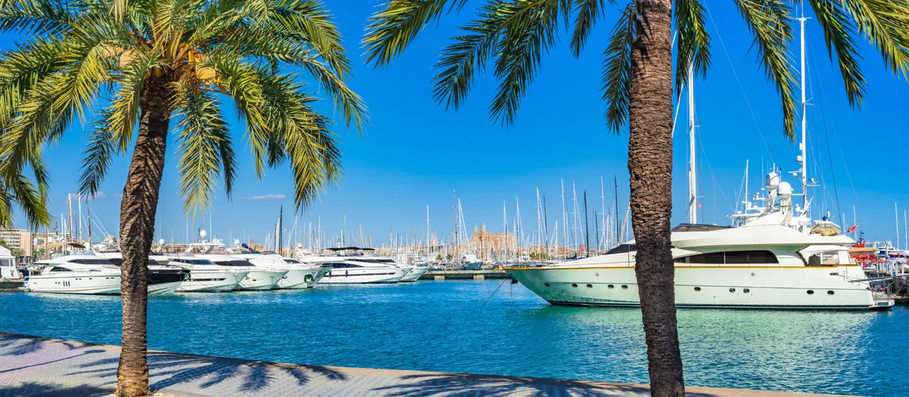 Luxury yachts in a Palma de Mallorca marina framed by palm trees, with the cathedral in the distance.