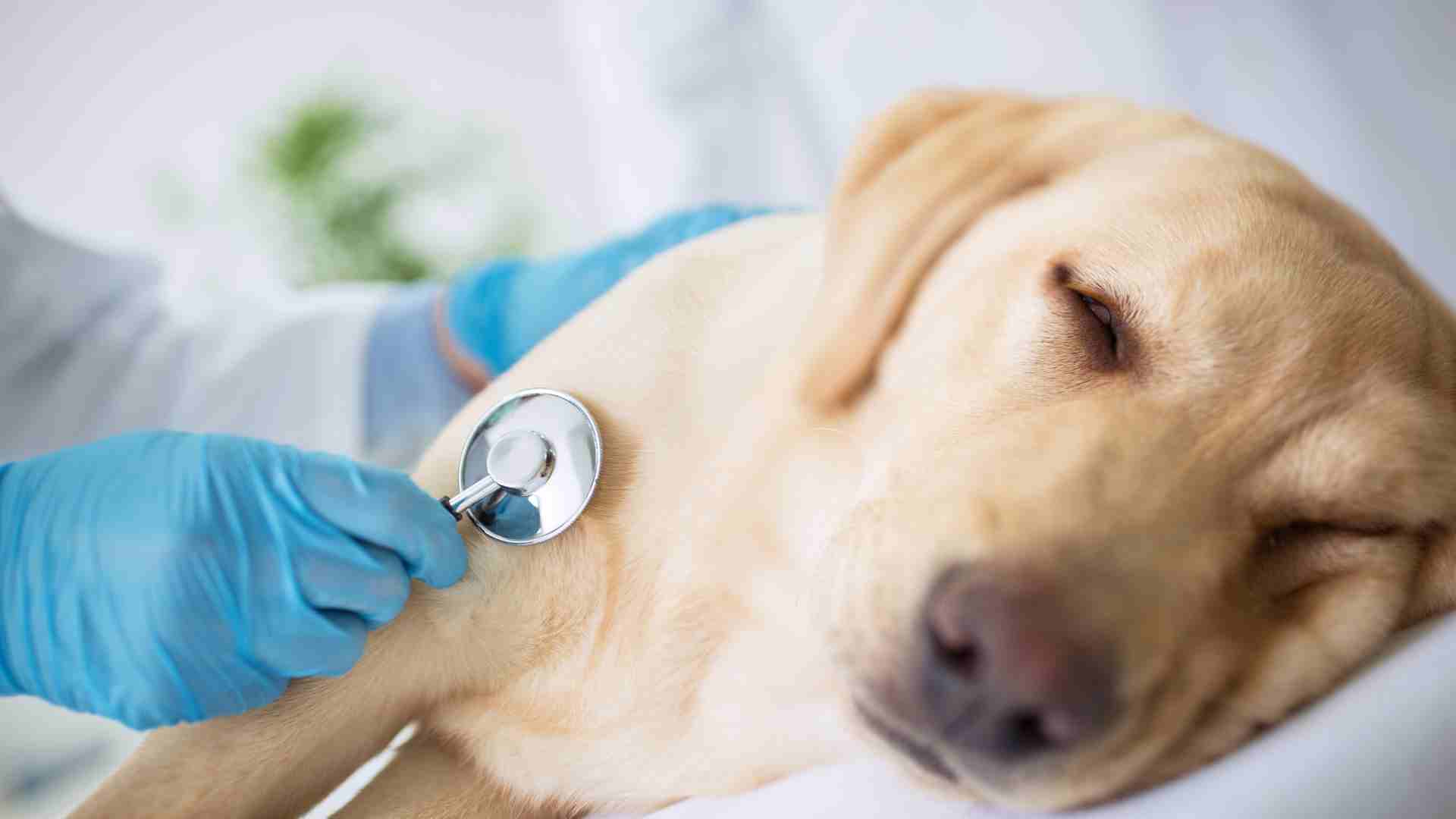 These Are the Steps You Can Take When Your Pet Dies