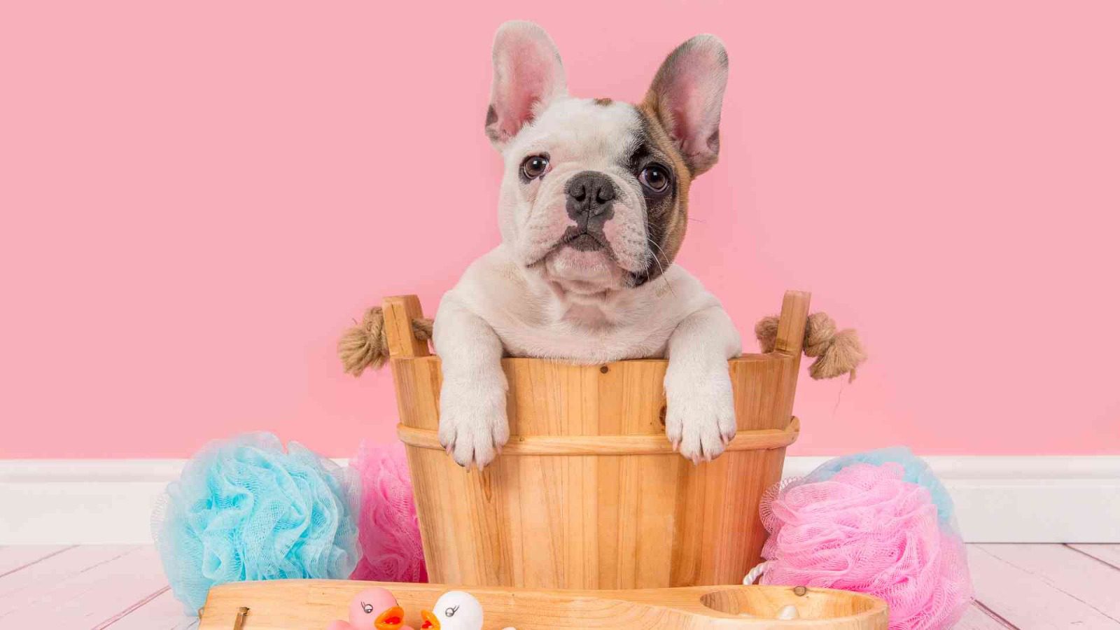 How To Take Care of a French Bulldog